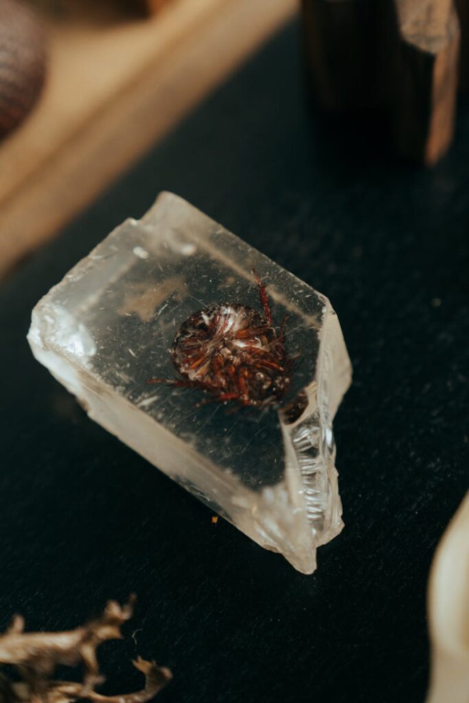 Preserved Insect in Resin Block