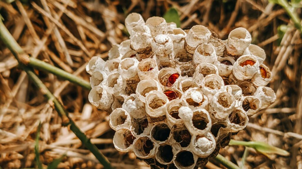 Abandoned paper wasp nest with exposed hexagonal cells