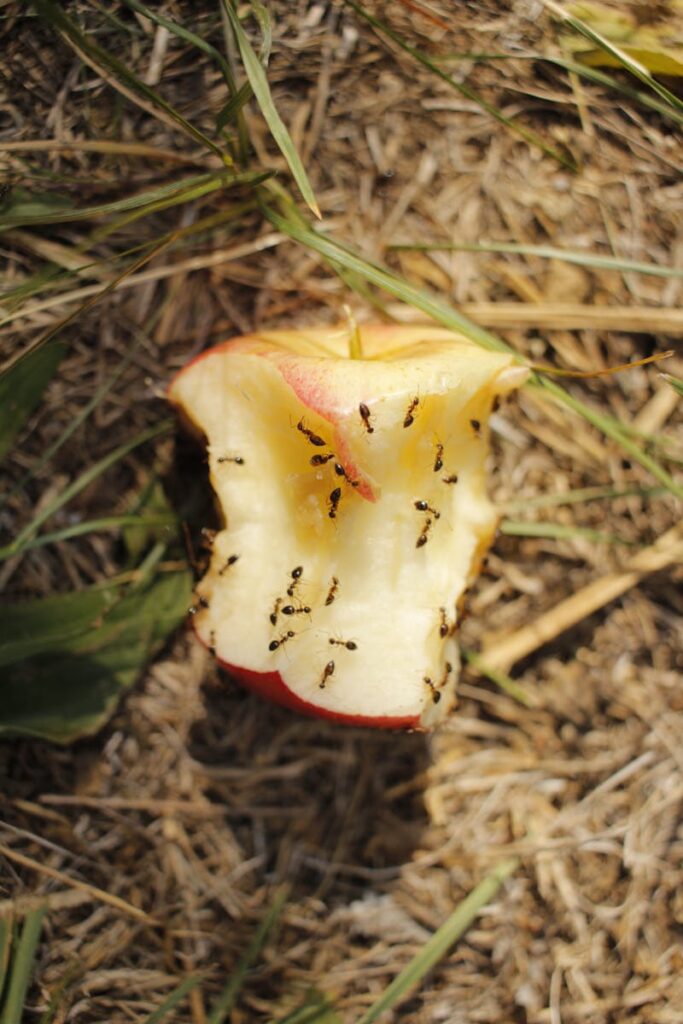 Ants Feasting on Apple Core