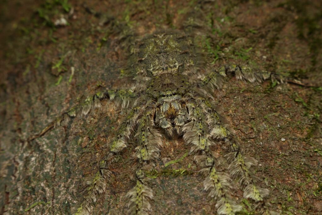 green moss on brown tree trunk