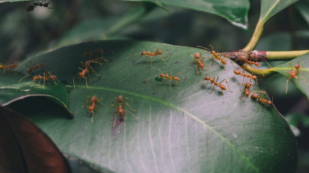 Close-up of red weaver ants walking on a green leaf in a natural forest setting.