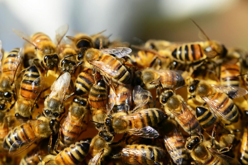 Detailed macro shot of honey bees swarming on a vibrant honeycomb.