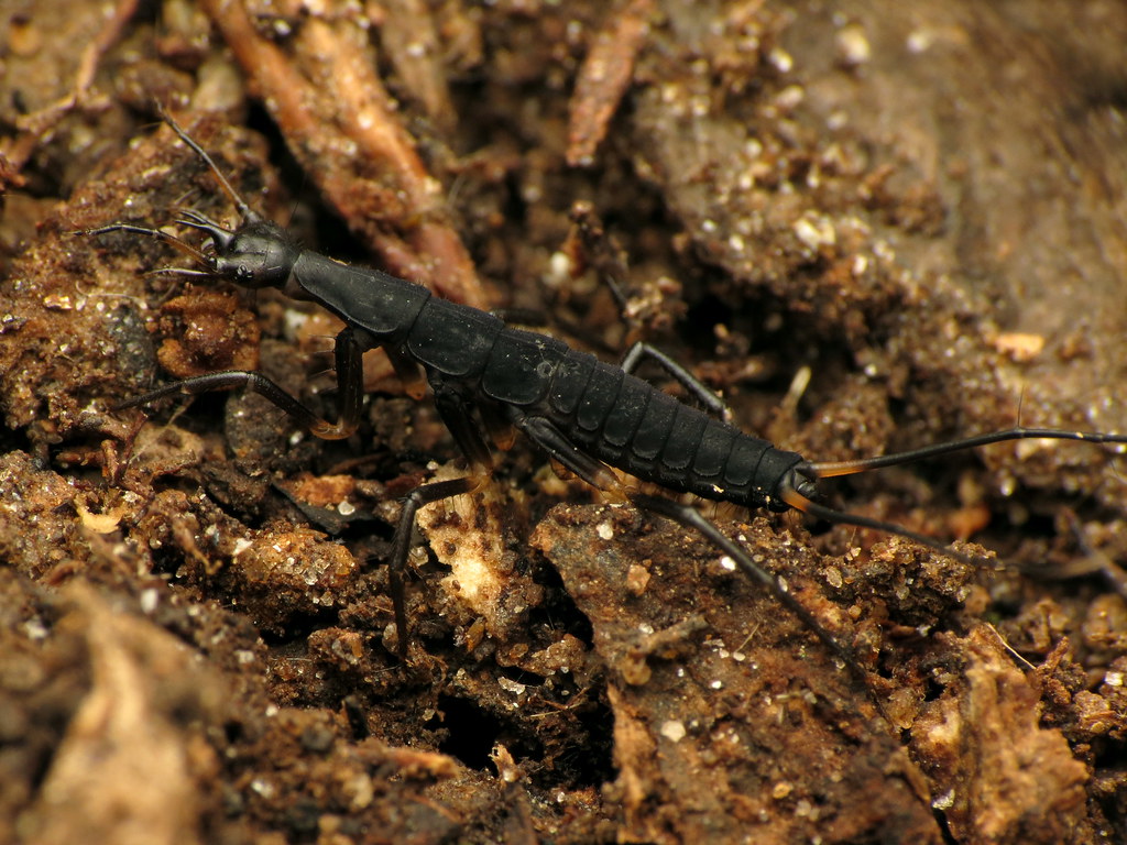 Bombardier beetle on forest floor using chemical defense.