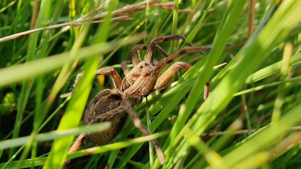 Brown and tan spider camouflaged among green grass blades