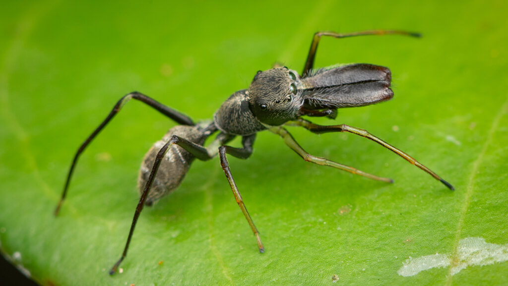 Ant-mimic spider with elongated front legs on a green leaf.