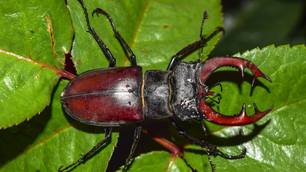 Stag beetle with large mandibles on green leaf