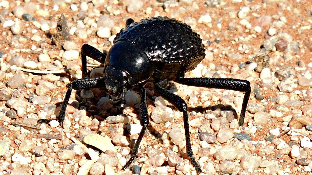 Black desert beetle on rocky ground.