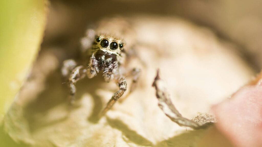 Close-up of a curious jumping spider with large reflective eyes