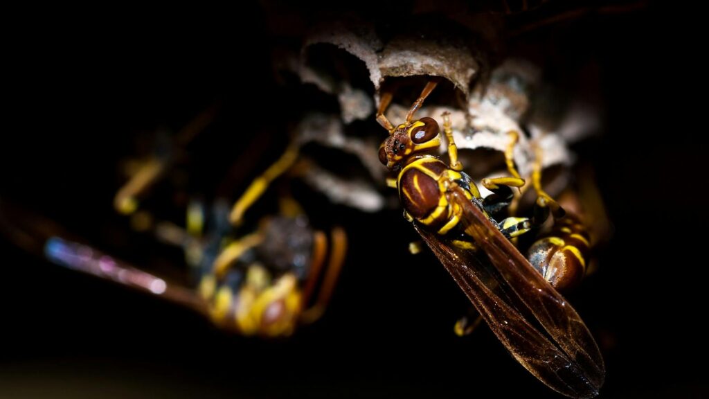 Close-up of paper wasps tending to their nest in dim lighting