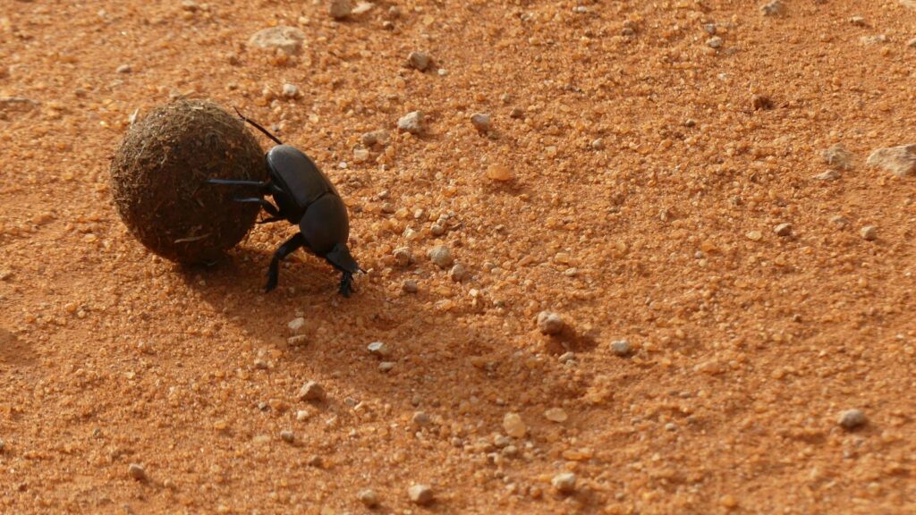 Dung beetle rolling dung ball on desert sand