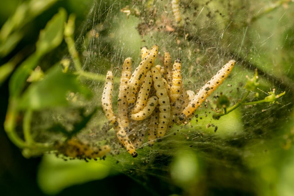 A detailed shot of yellow-black caterpillars huddled in a web nest on a green branch outdoors.