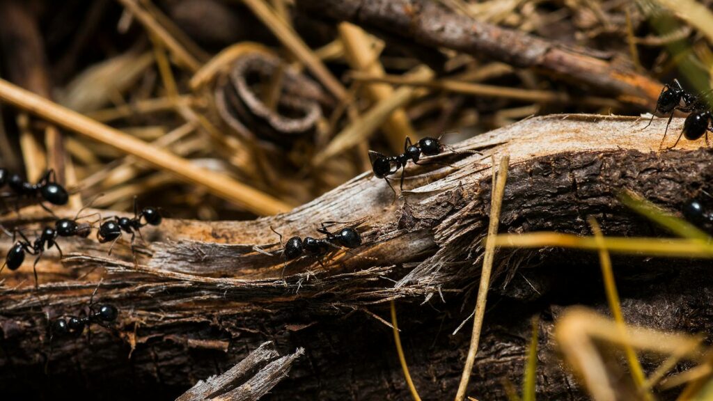 Black ants on a dry log