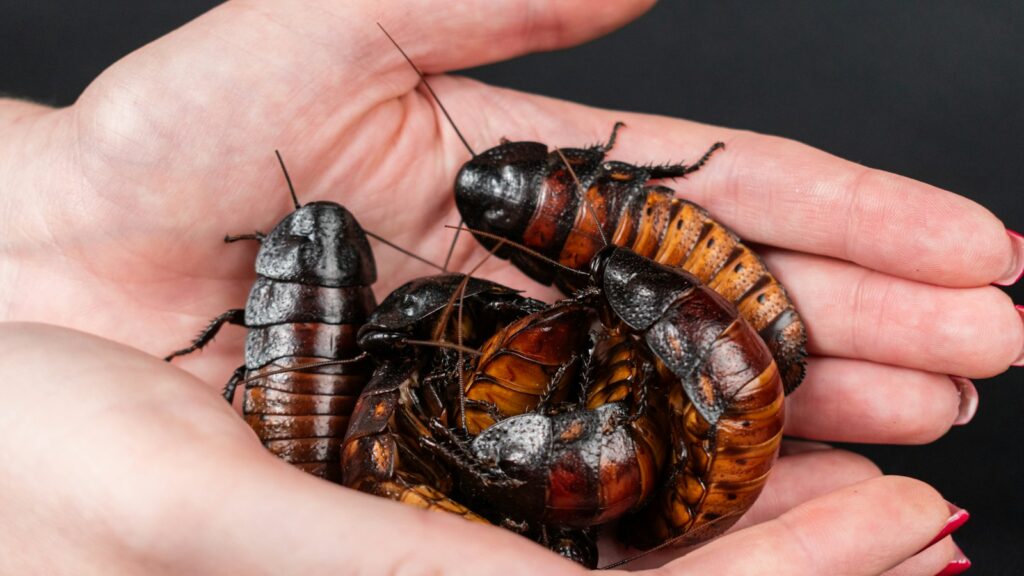 A handful of large Madagascar hissing cockroaches resting in a person’s palms.