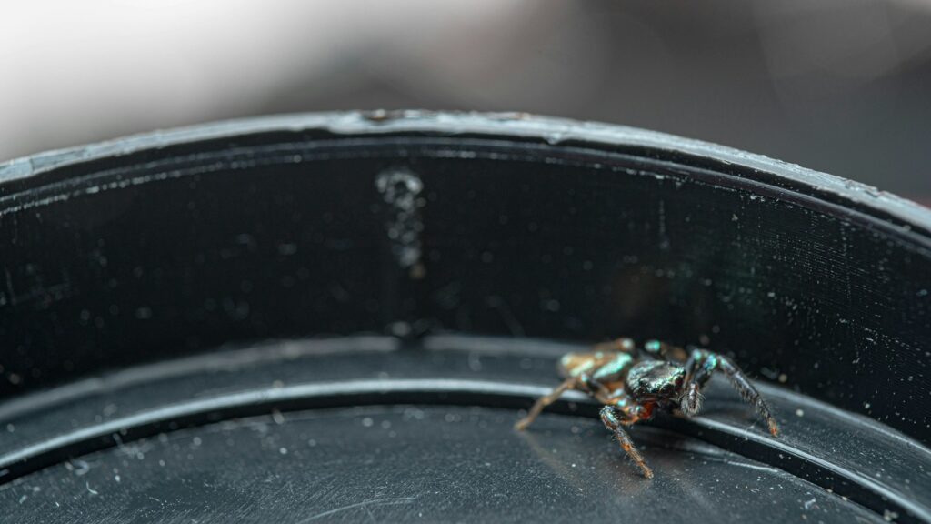 Metallic green jumping spider on black plastic.