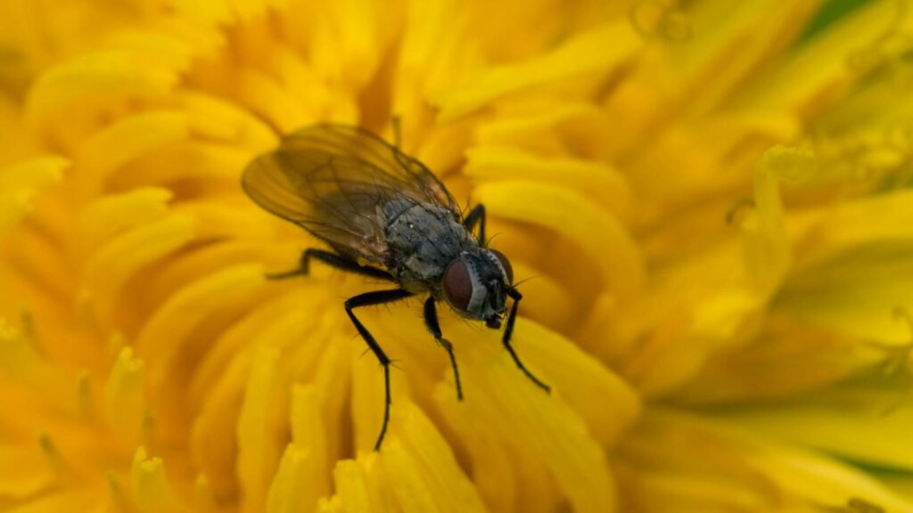 Close-up of a housefly resting on the vibrant yellow petals of a flower.