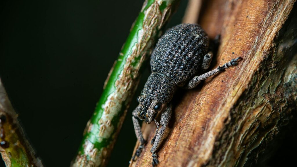A textured gray weevil clings to a slender, brown and green tree branch