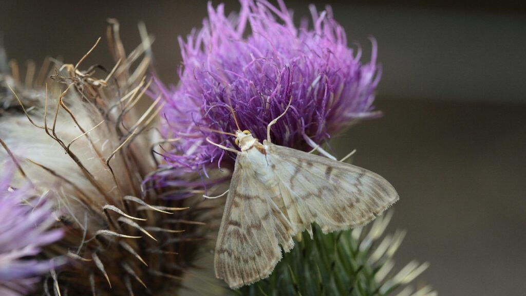Light-colored moth feeding on a purple thistle flower.
