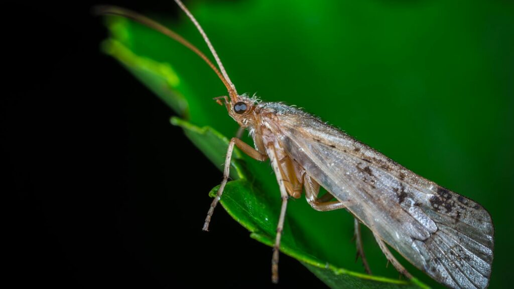 Close-up of a caddisfly perched on a green leaf