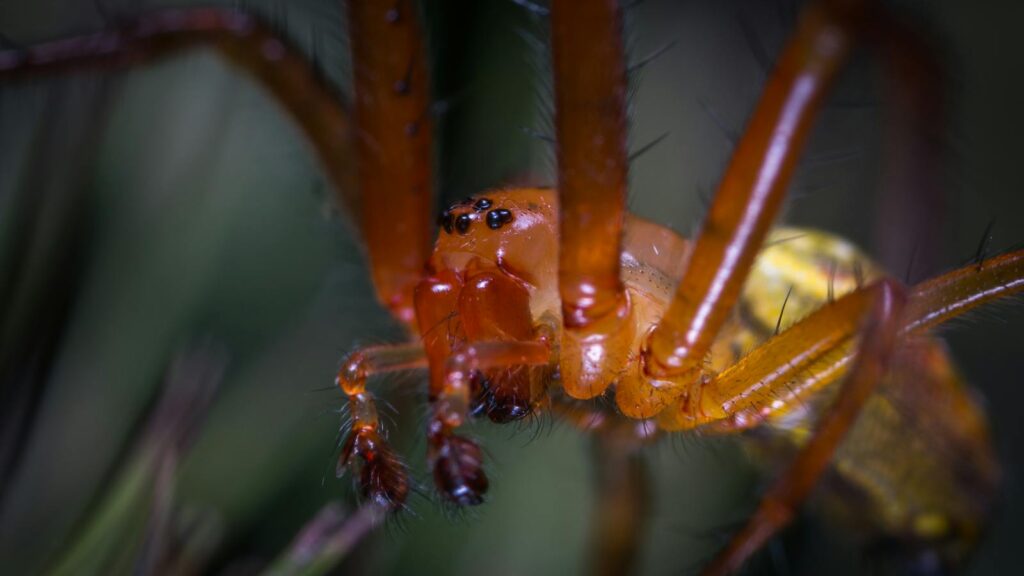 Close-Up of a Bright Orange Spider