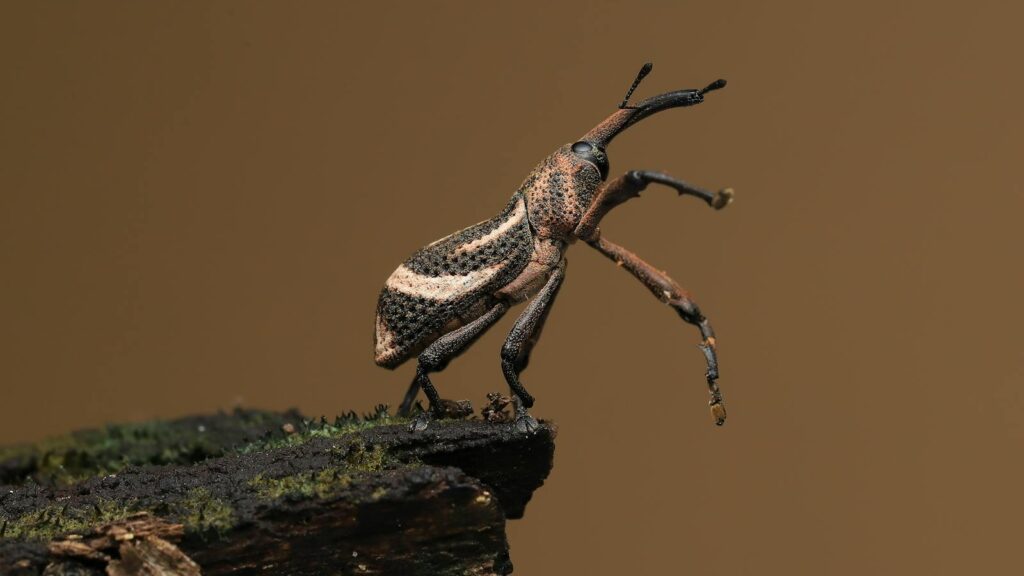 Close-up of a long-snouted weevil standing on mossy wood
