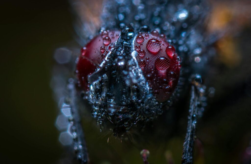 Detailed macro image of a fly's compound eye covered in water droplets, showcasing texture and color.