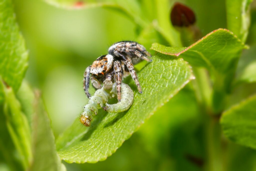 Close-up of a jumping spider capturing a caterpillar on a green leaf in nature.