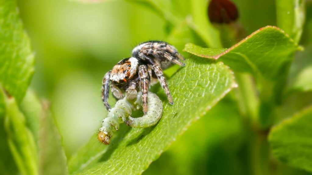 Jumping spider feeding on a green caterpillar on a leaf.