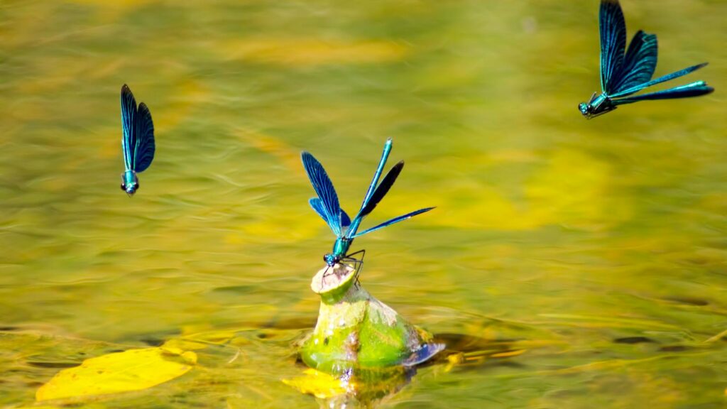 Blue dragonflies over golden water