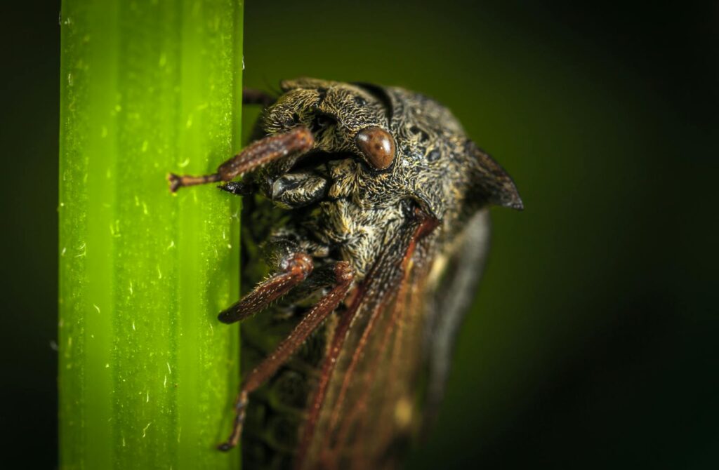 Detailed macro photograph of a cicada perched on a vibrant green leaf.