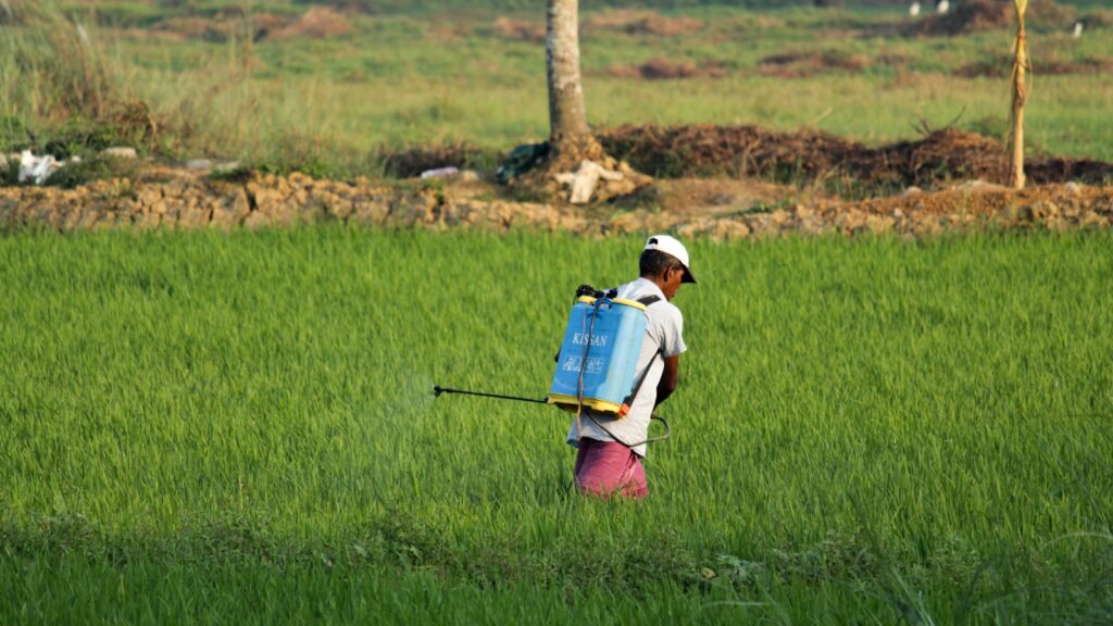 Farmer spraying pesticide in lush green paddy field using backpack sprayer