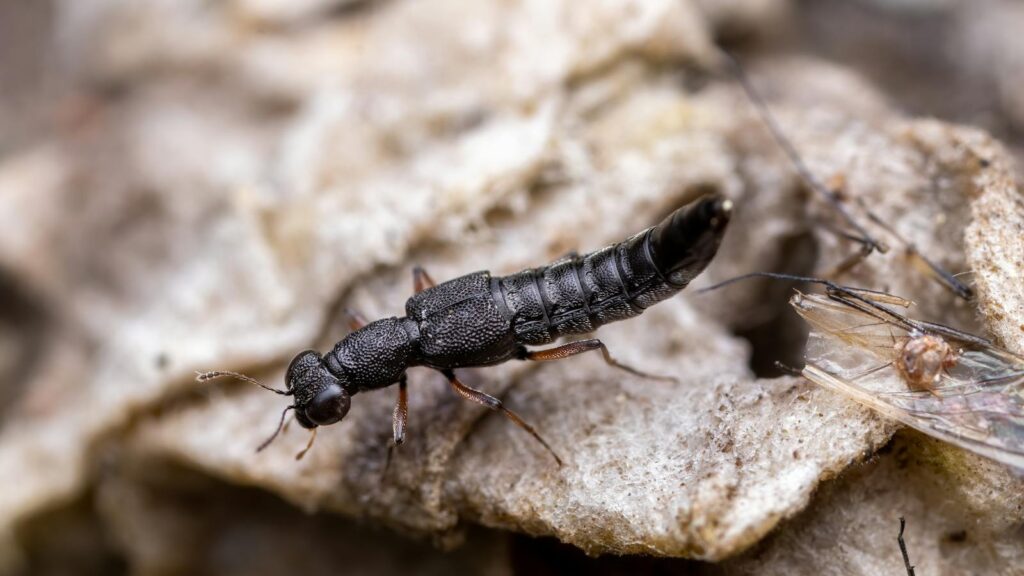Black rove beetle on rocky ground.