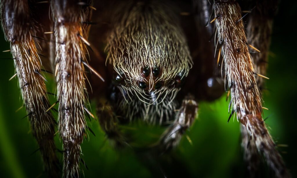 Detailed macro photography capturing the intricate details of a spider's face and hairy legs.