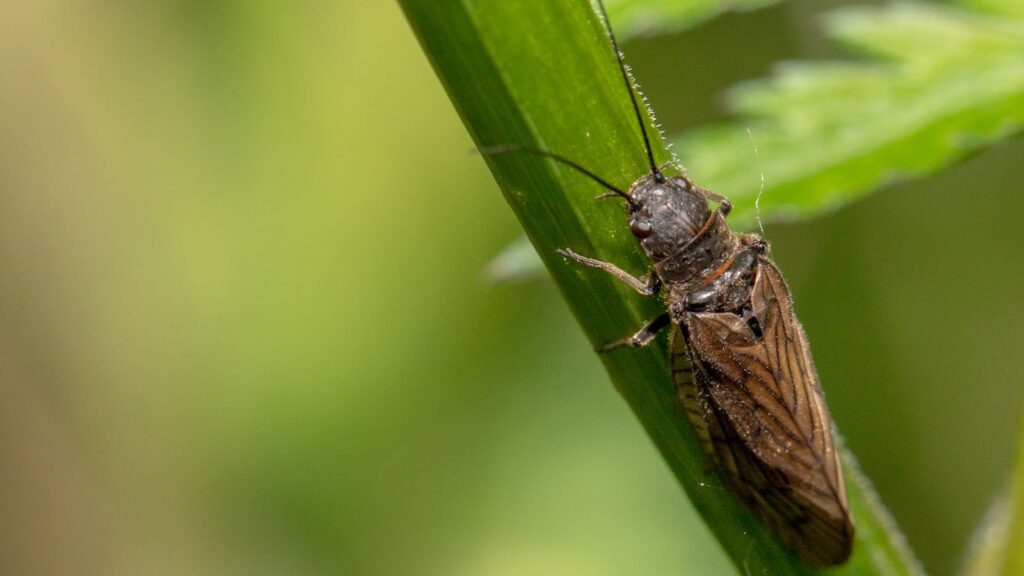 Stonefly on grass stem