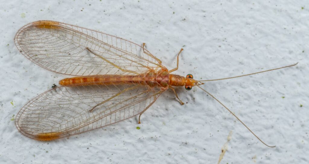 A close-up image showcasing an antlion resting on a white surface.
