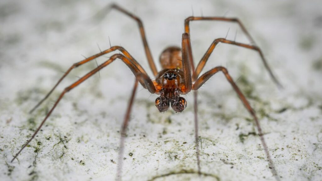 Close-up of a reddish spider on a white textured surface.