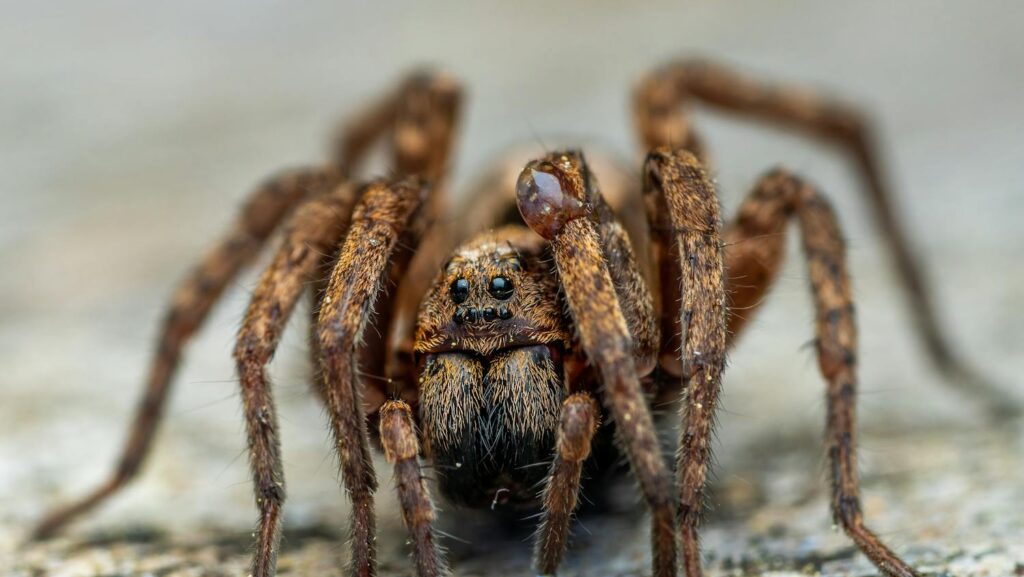 Close-up of a brown wolf spider.