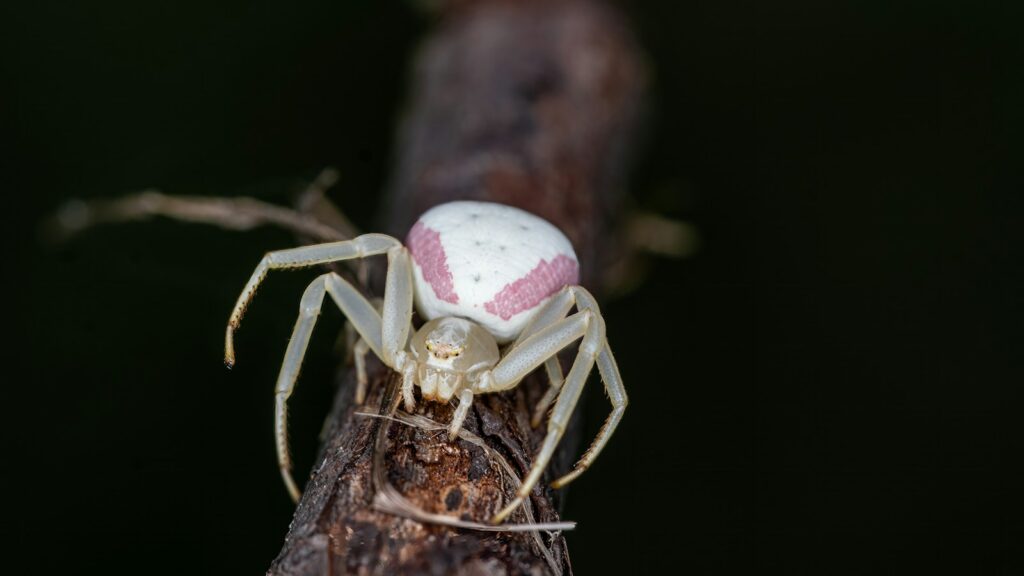 White crab spider with pink markings on a branch.