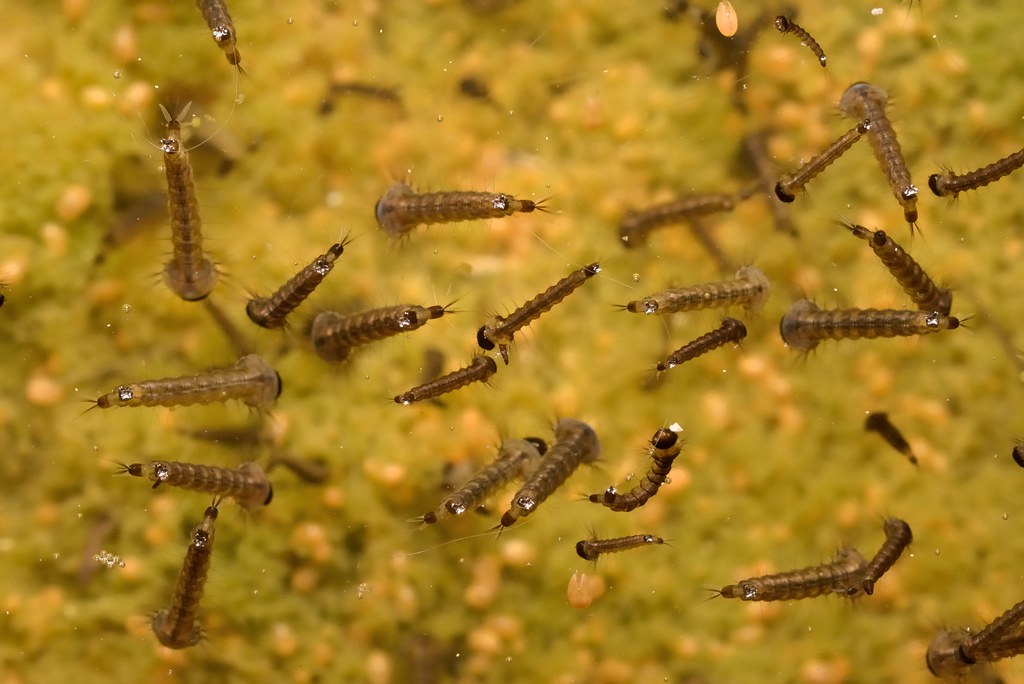 Mosquito larvae swimming in stagnant water.