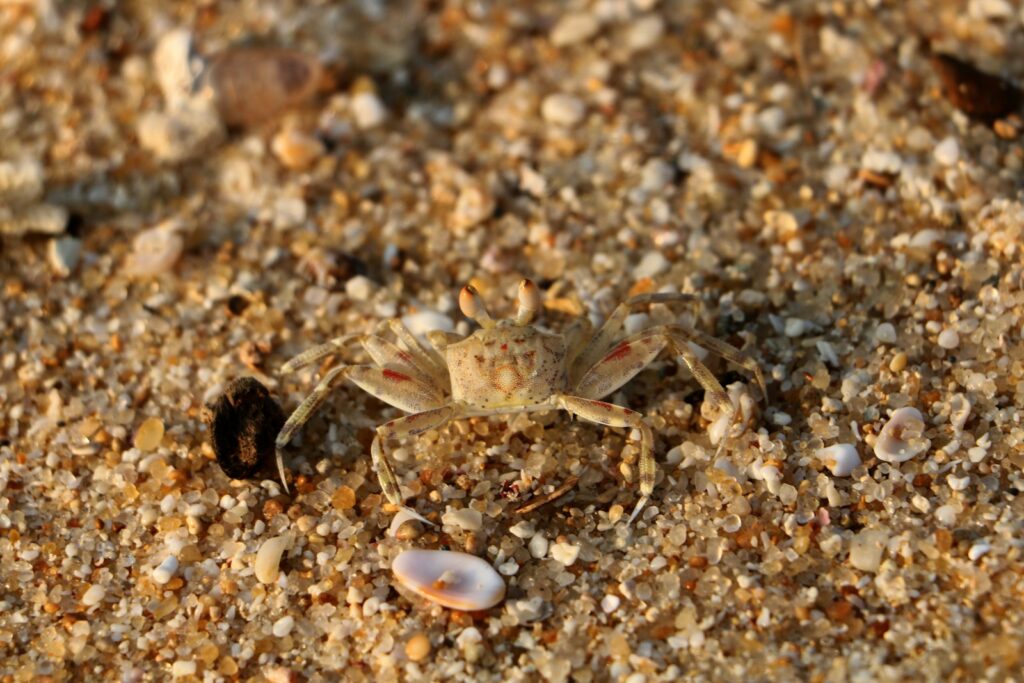 a crab on the sand