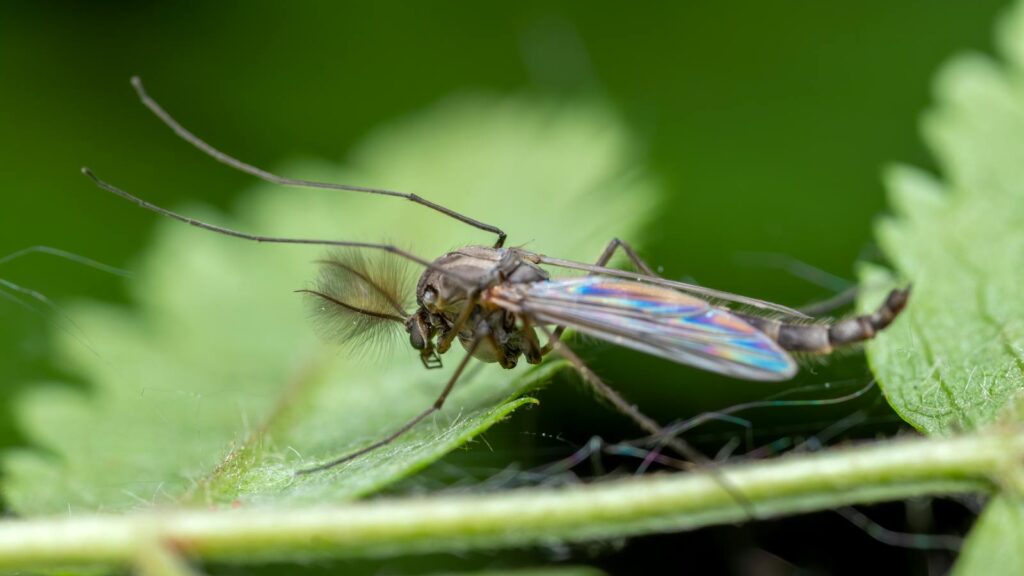 Male midge with rainbow wings on leaf