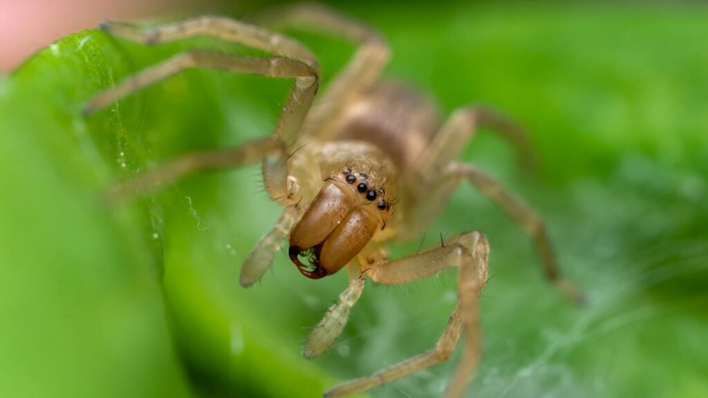Close-up of tan spider on a green leaf