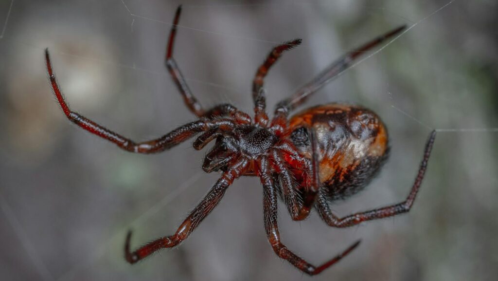 Red and black spider hanging on a web.