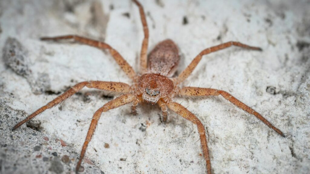 Brown recluse spider on white stone surface