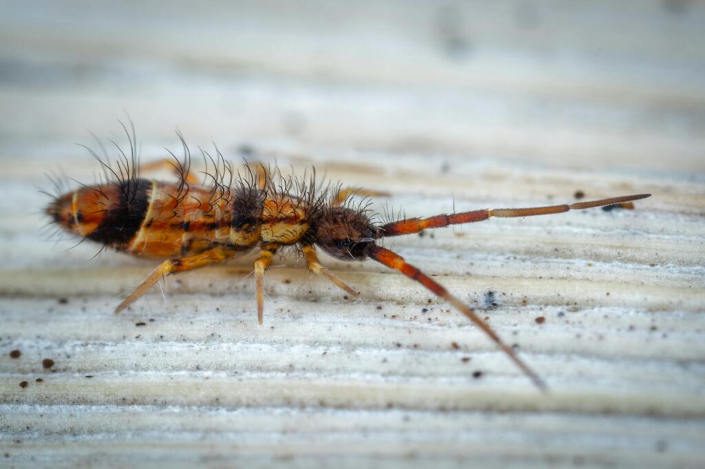 Close-up view of a hairy springtail with long antennae on a textured white surface.