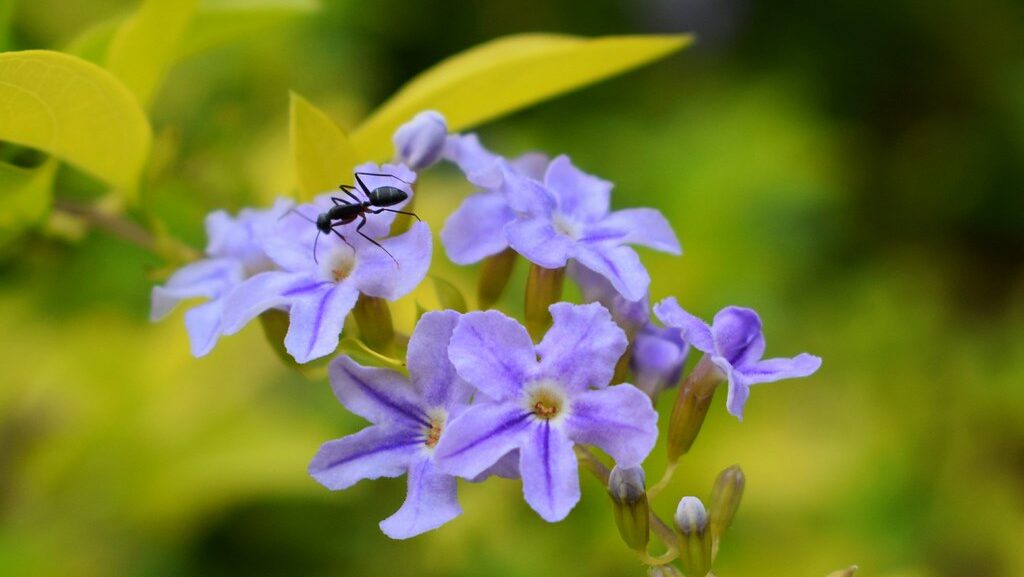 Black ant exploring vibrant purple flowers in a garden.