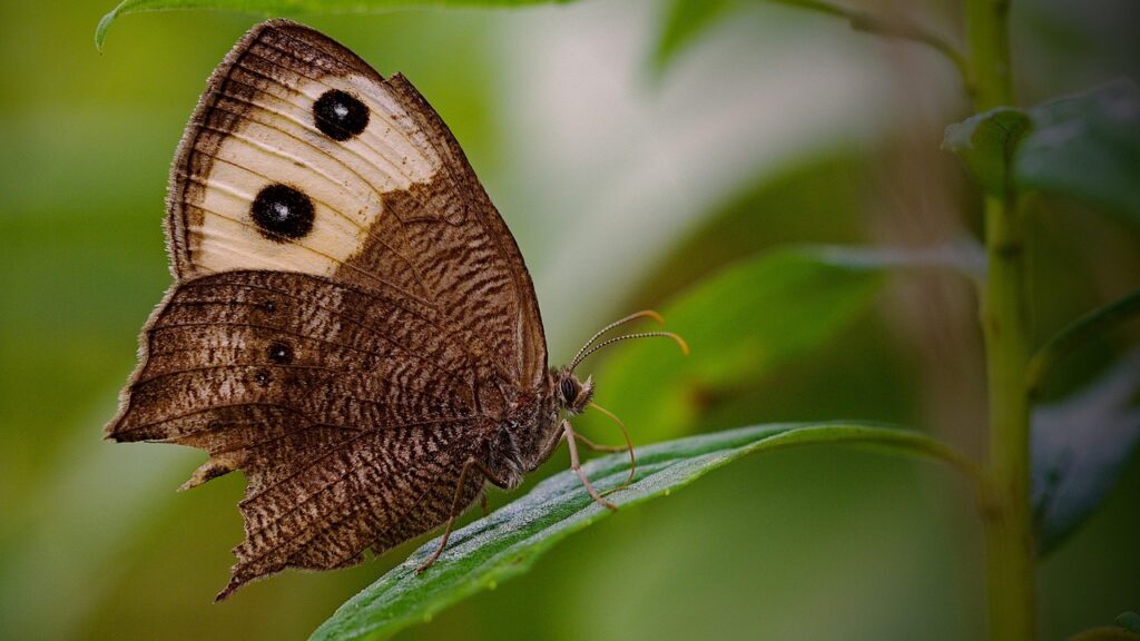 A Moth with prominent eye spots perched on a green leaf