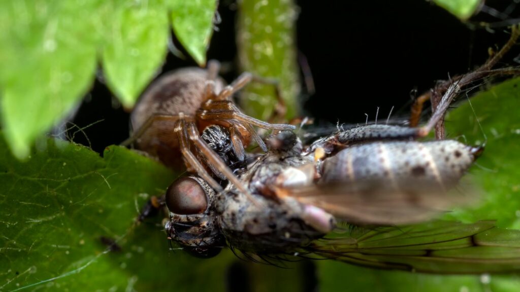 Spider Ambushes Fly on Leaf