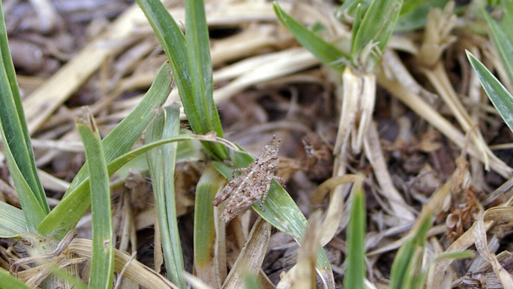 A brown grasshopper blending into dry grass and green blades, nearly invisible due to its natural camouflage