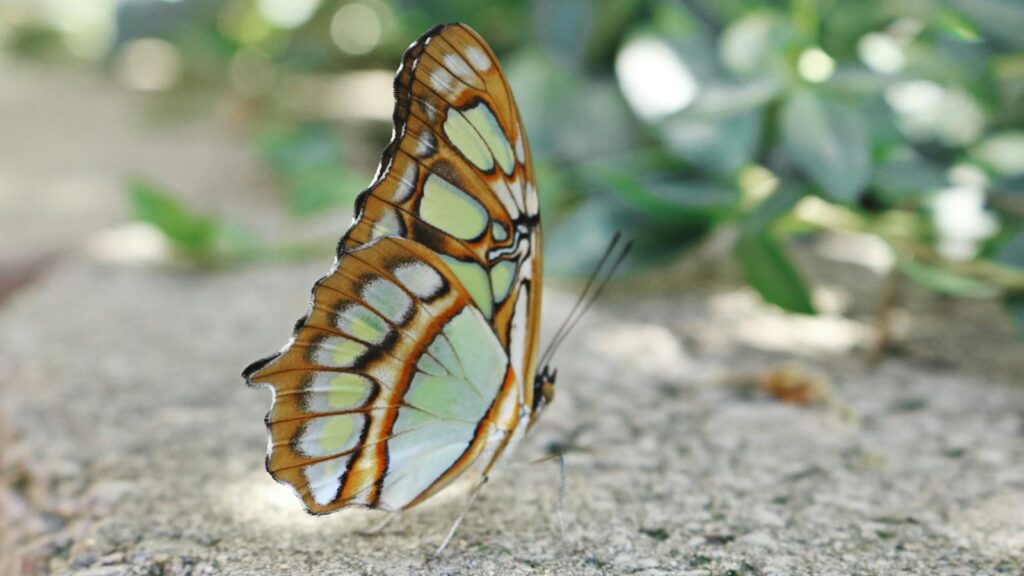 Malachite Butterfly Resting