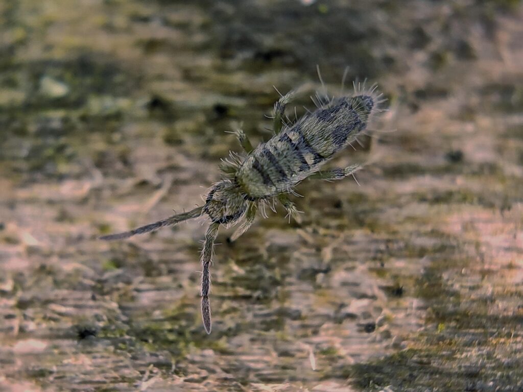 insect, springtail, macro, entomology, nature